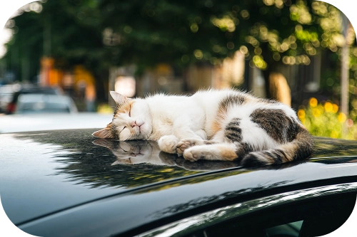 Beyaz kedi, güneşli bir günde park halindeki bir arabanın çatısında huzurla uyuyor.